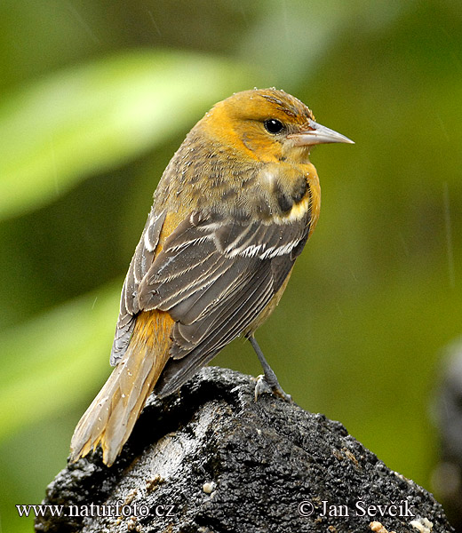 Icterus galbula