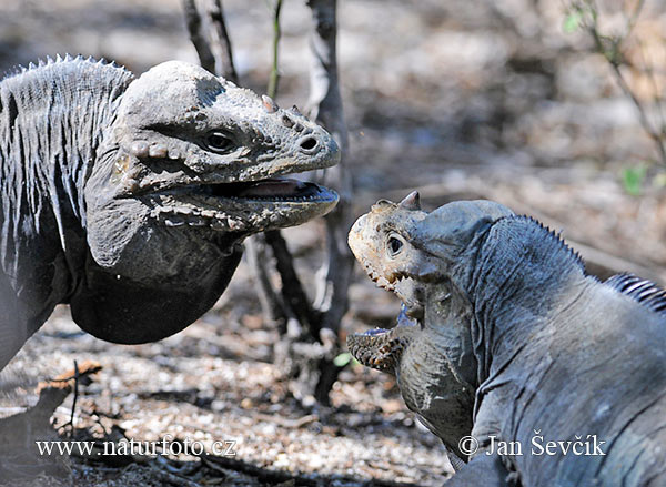 Iguana cornuda