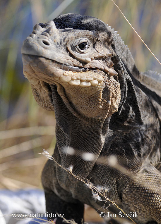 Iguana cornuda