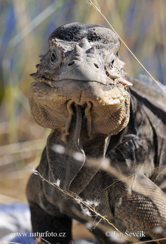 Iguana cornuda