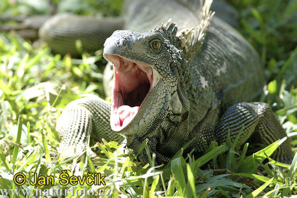 Iguana dai tubercoli