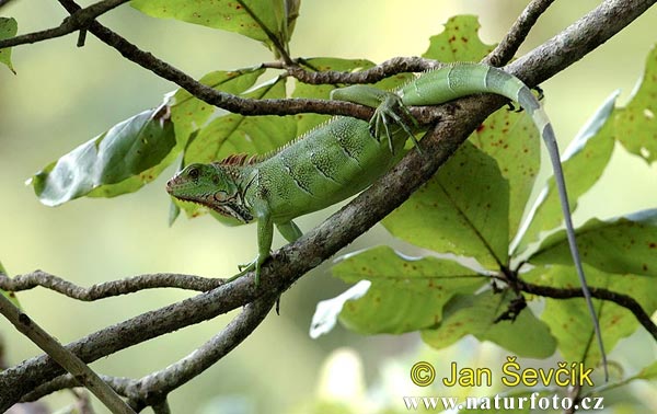 Iguana iguana