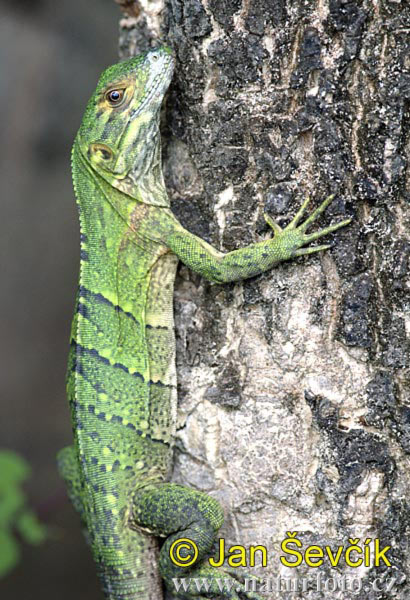 Iguana nera