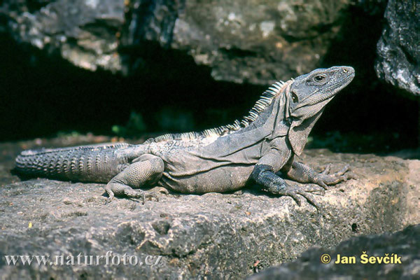 Iguana nera