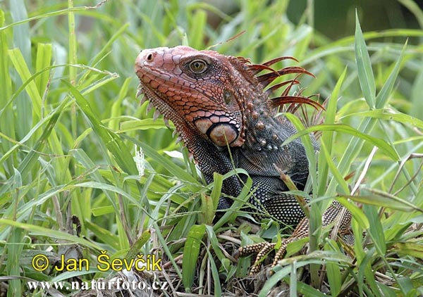 Iguana verda