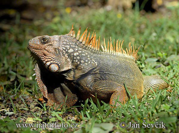 Iguana verde