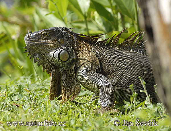 Iguana-verde