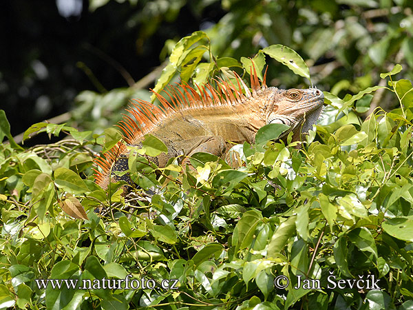 Iguana-verde