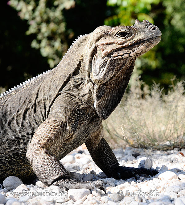 Iguane rhinocéros