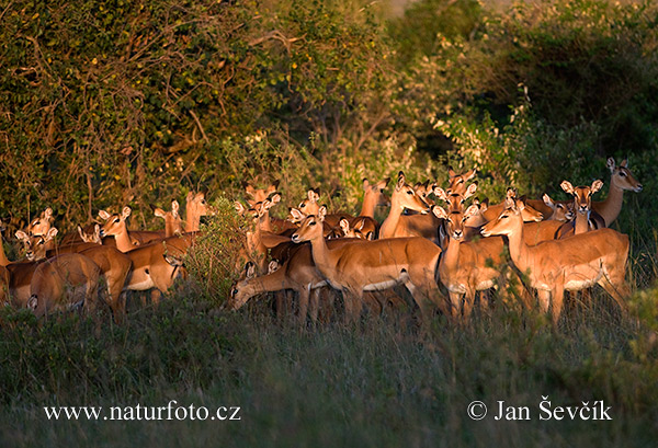 Impala