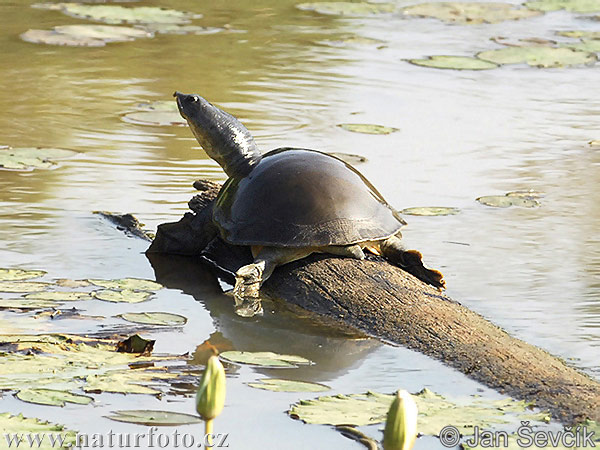 Indian Flapshell Turtle (Lissemys punctata)
