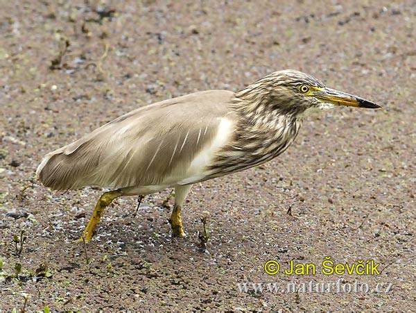 Indische ralreiger