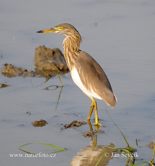 Indische ralreiger