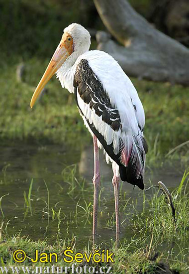 Indisk Skovstork