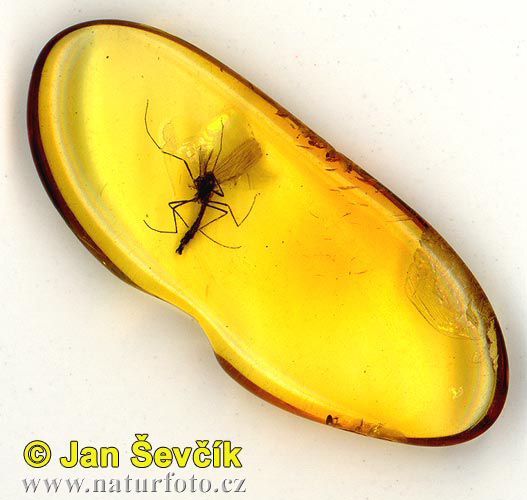 insect in the amber (Sucinum)