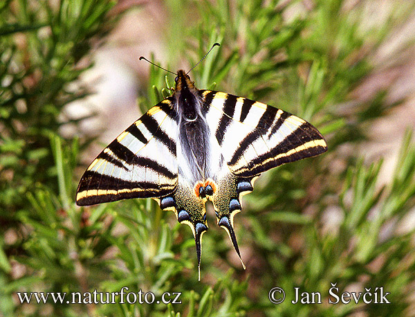 Iphiclides podalirius