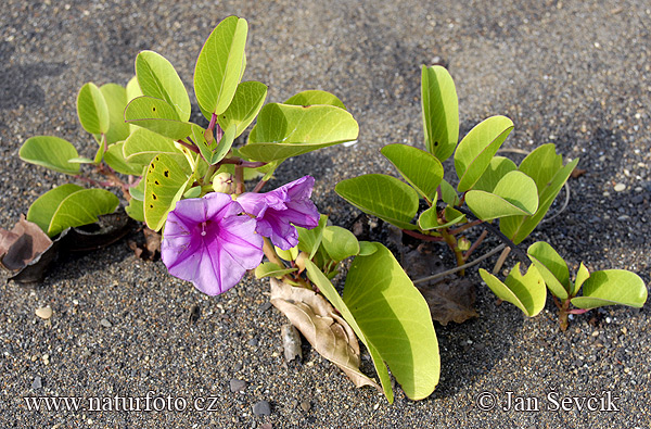 Ipomoea pes-caprae