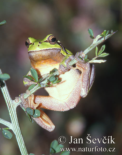 ittelöstlicher Laubfrosch