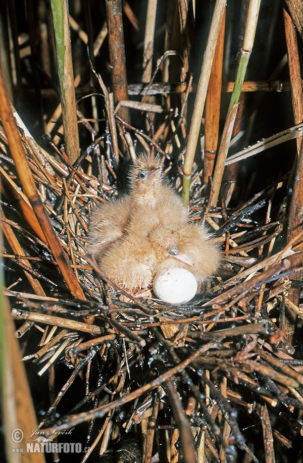 Ixobrychus minutus