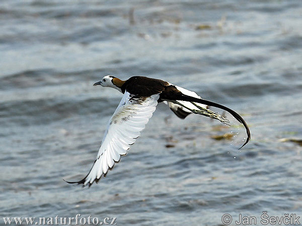 Jacana à longue queue