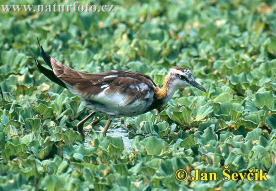 Jacana à longue queue