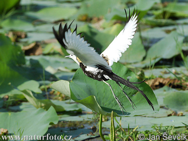 Jacana colilarga