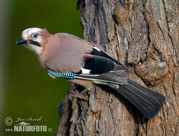 Jay (Garrulus glandarius)