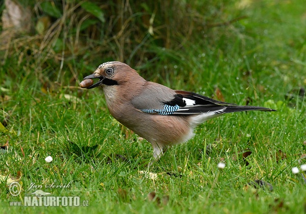 Jay (Garrulus glandarius)