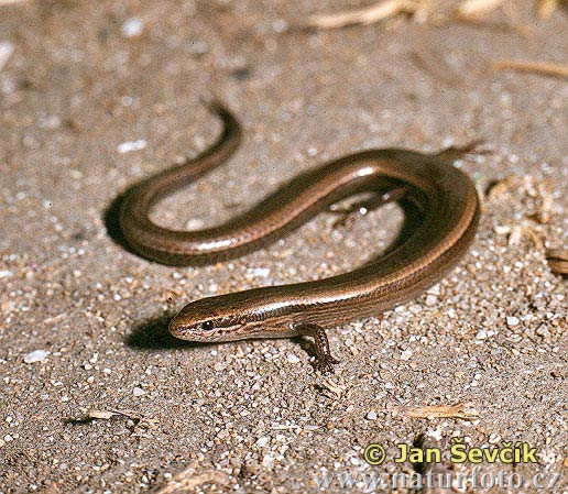 Johannisskink