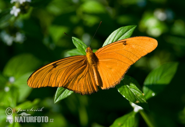 Julia Butterfly (Dryas iulia)