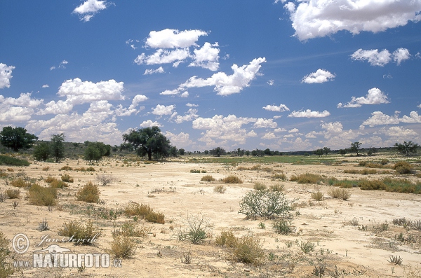 Kalahari - Nossob River (ZA)