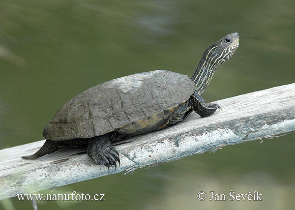 Kaspische beekschildpad