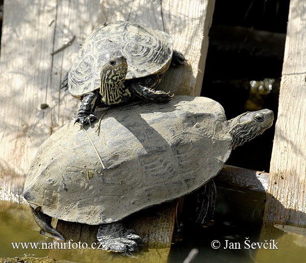 Kaspische beekschildpad