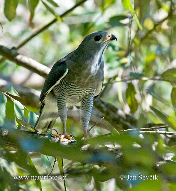 Kaupifalco monogrammicus