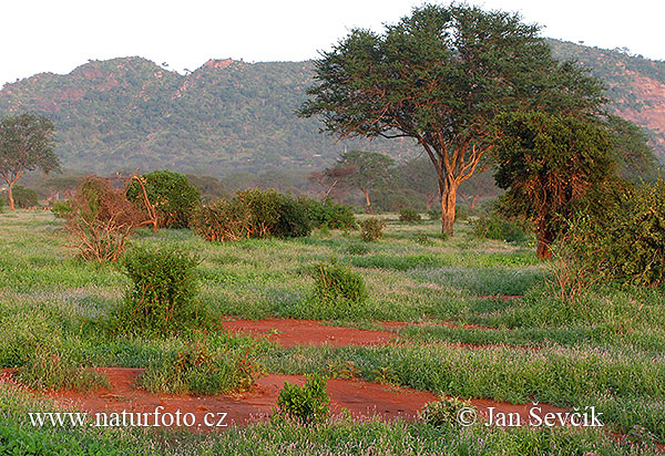 Kenya