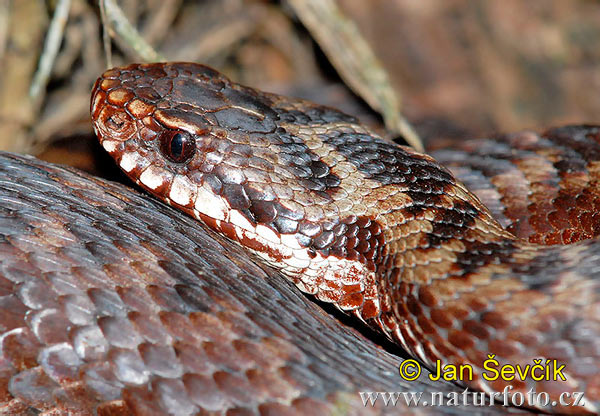 Keresztes vipera