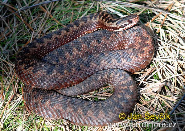 Keresztes vipera