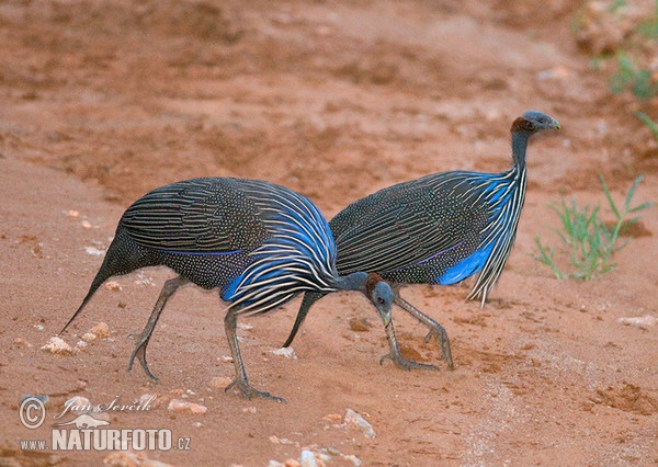 Keselyűfejű gyöngytyúk