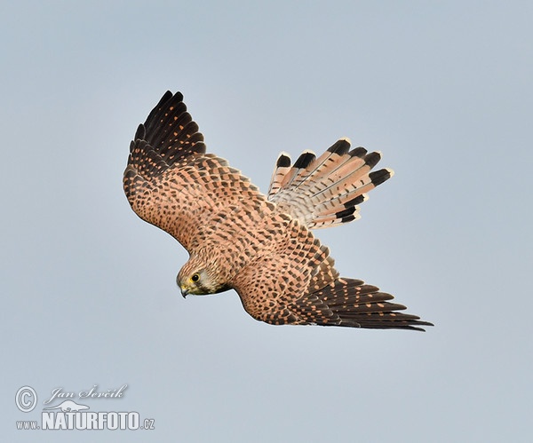 Kestrel (Falco tinnunculus)