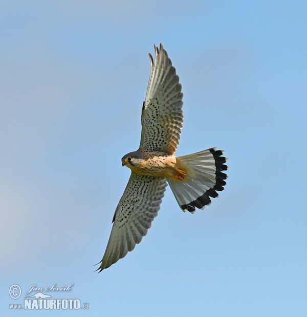 Kestrel (Falco tinnunculus)