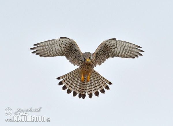 Kestrel (Falco tinnunculus)