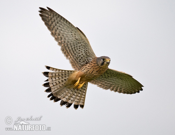 Kestrel (Falco tinnunculus)