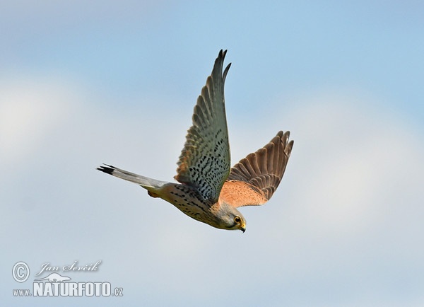 Kestrel (Falco tinnunculus)