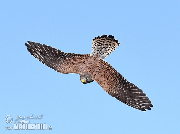 Kestrel (Falco tinnunculus)