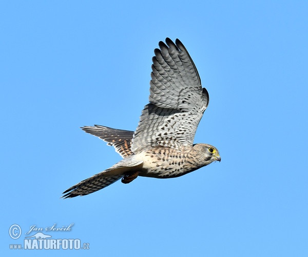 Kestrel (Falco tinnunculus)