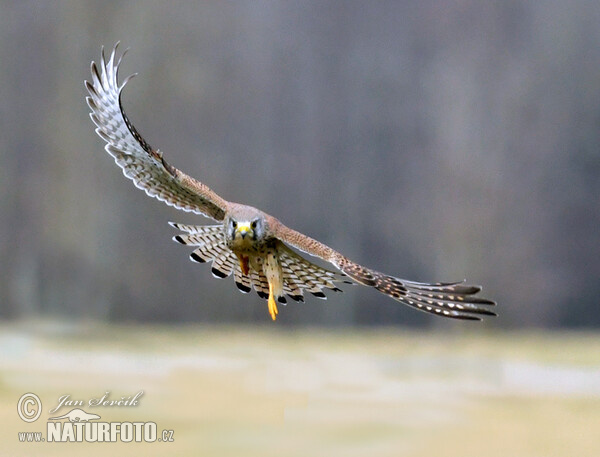 Kestrel (Falco tinnunculus)