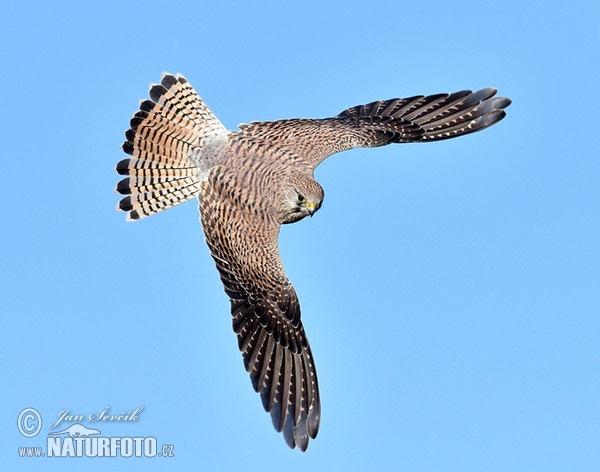 Kestrel (Falco tinnunculus)