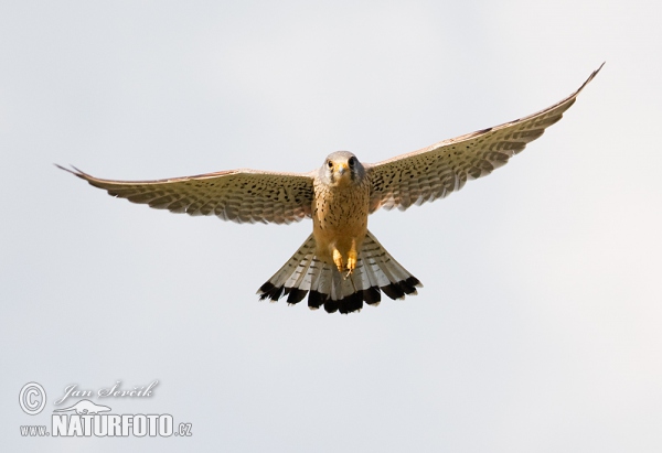 Kestrel (Falco tinnunculus)