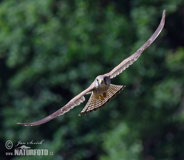 Kestrel (Falco tinnunculus)