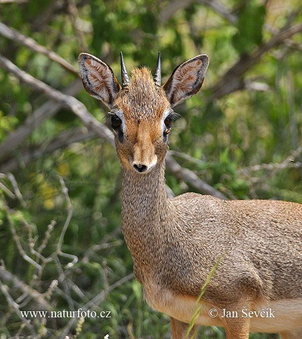 Kirk-Dikdik